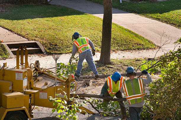 Best Tree Removal Services  in Greentown, OH